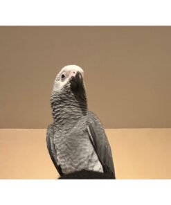 Gris du Gabon | Luna