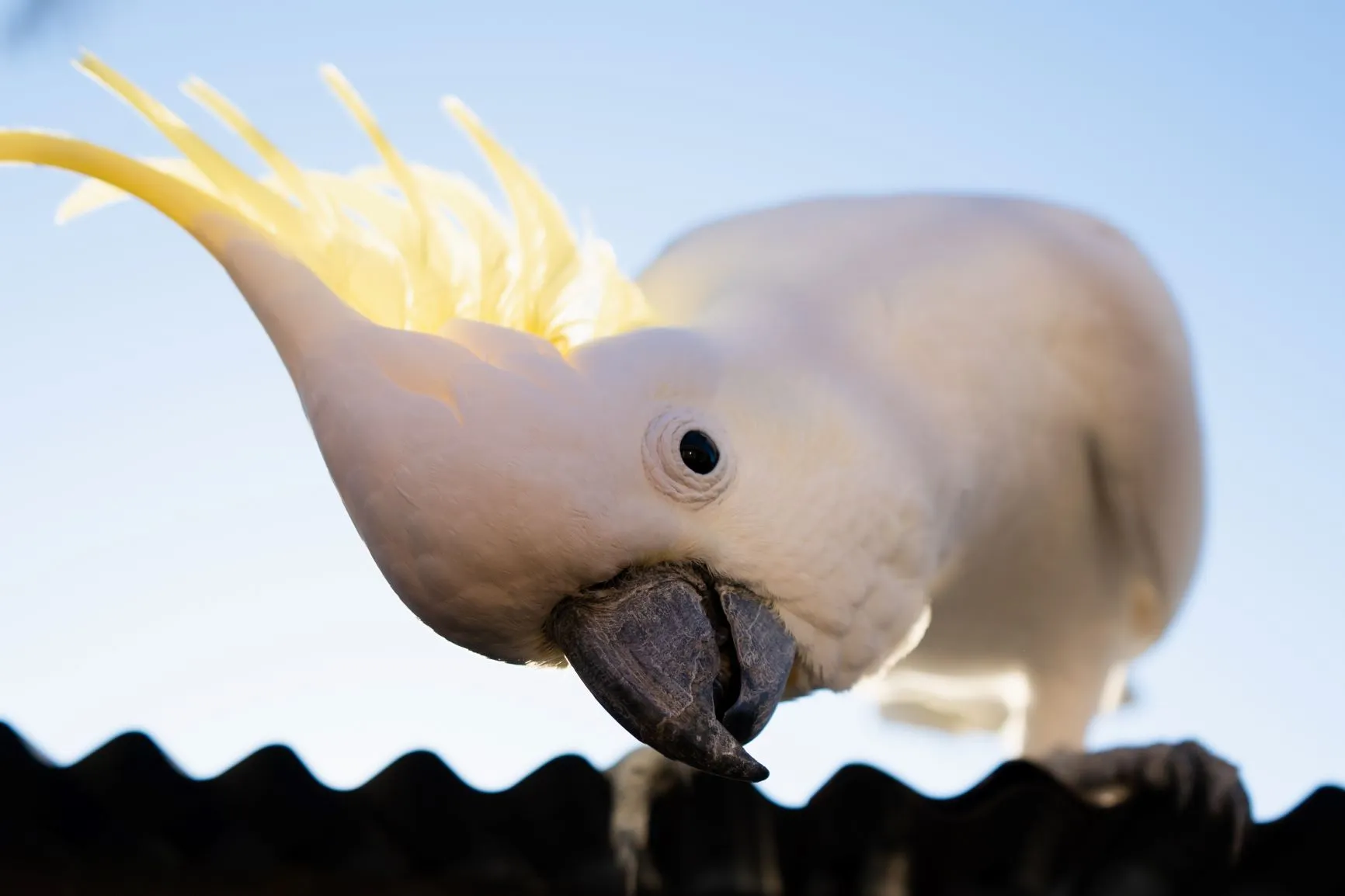 Cacatoès blanc - Perroquet affectueux à huppe