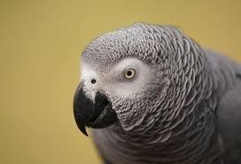 Gris du Gabon