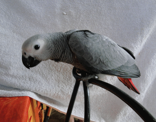 prix perroquet gris du Gabon