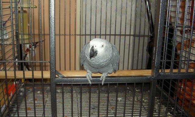 Cage pour perroquet gris du Gabon