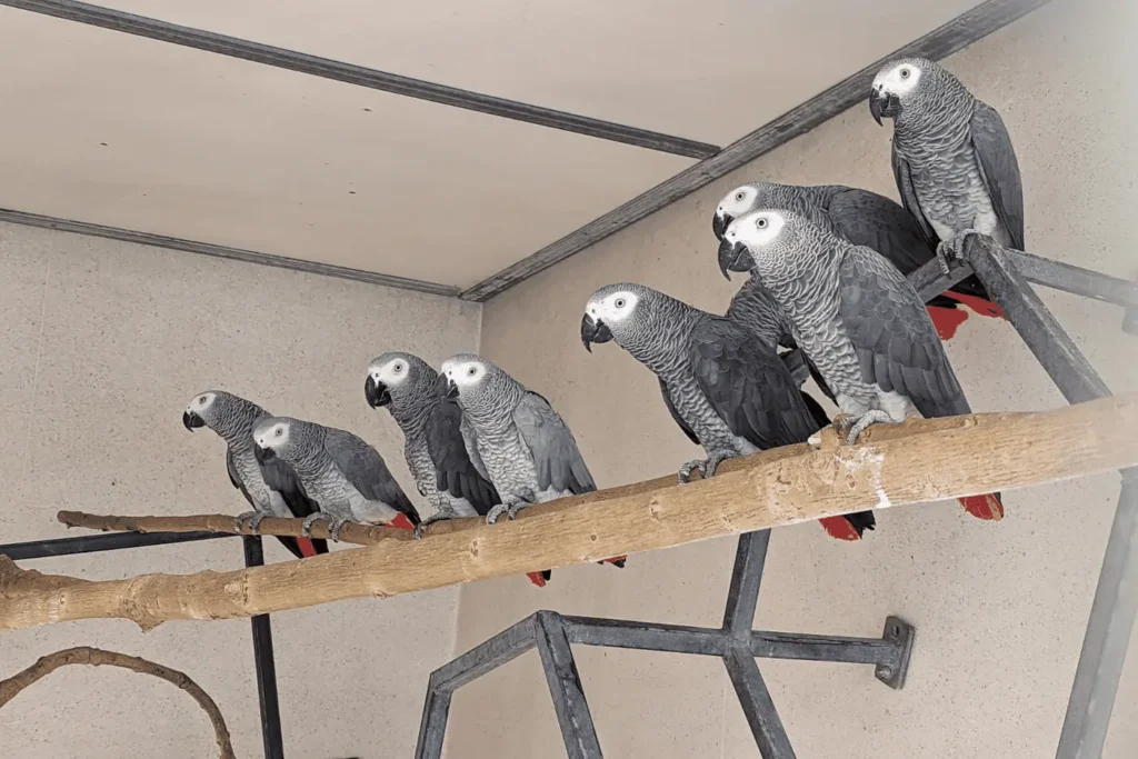 Perroquet Gris du Gabon