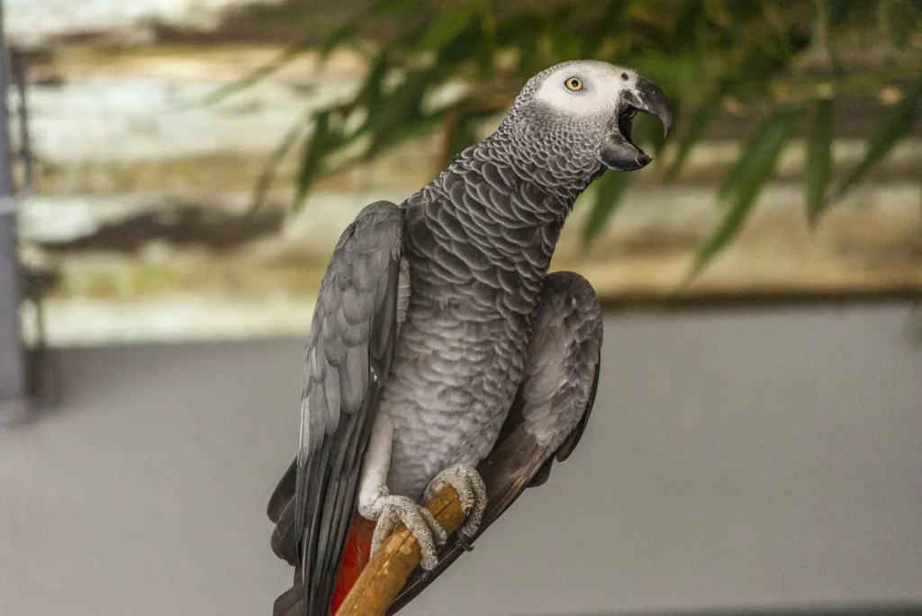 Perroquet Gris du Gabon Parle-t-il
