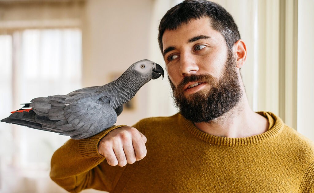 éduquer perroquet gris du Gabon